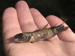 Gobiomorphus huttoni