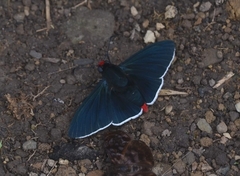 Pyrrhopyge infantilis