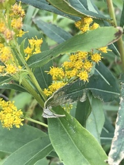 Solidago lepida lepida