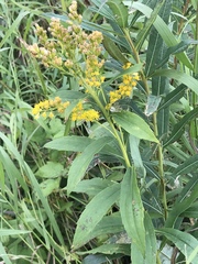 Solidago lepida lepida