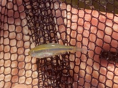 Richardsonius egregius