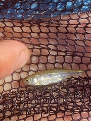 Richardsonius egregius