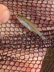 Richardsonius egregius