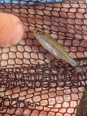 Richardsonius egregius