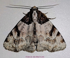 Stibaera