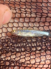 Richardsonius egregius