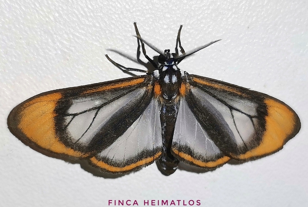 Hyalurga padua