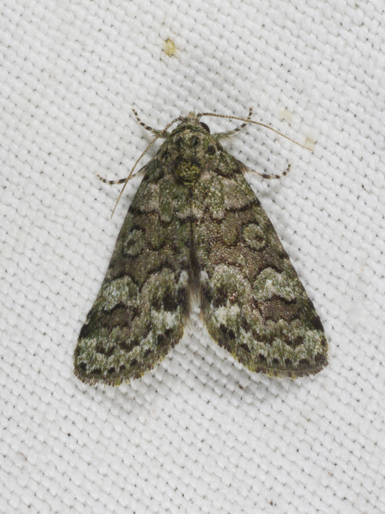 Epicyrtica lathridia