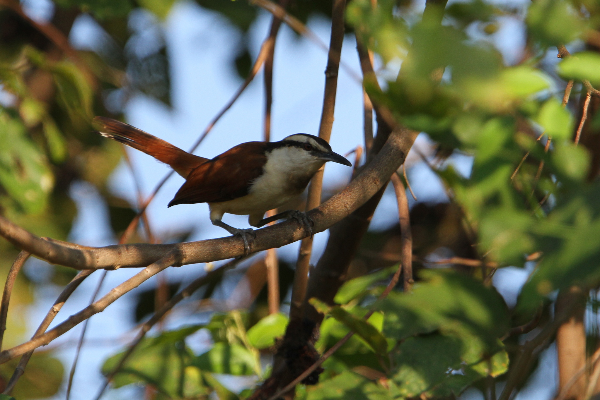 Giant Wren illustration