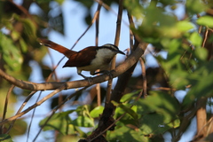 Campylorhynchus chiapensis