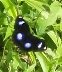 Hypolimnas bolina