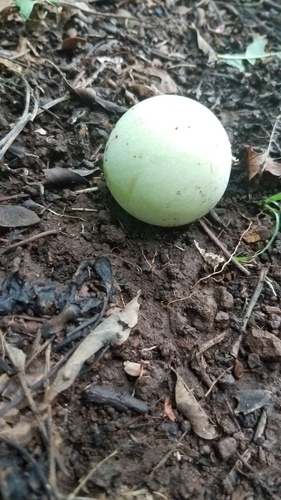 Passiflora platyloba, photograph 3