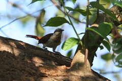 Campylorhynchus chiapensis