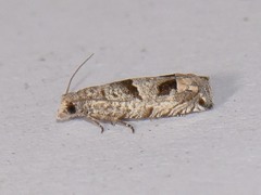 Pelochrista consobrinana