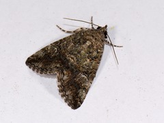 Eubolina impartialis