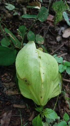 Passiflora platyloba, photograph 4