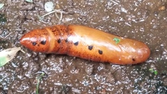 Lepidoptera