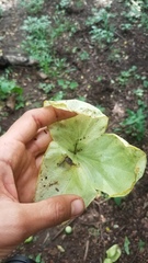 Passiflora platyloba