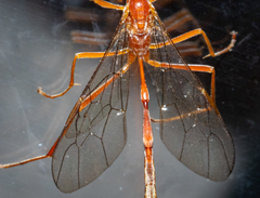 Dicamptus fuscicornis