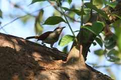 Campylorhynchus chiapensis