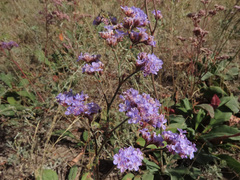 Limonium tomentellum