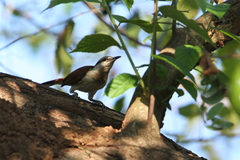 Campylorhynchus chiapensis