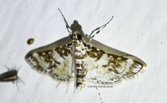 Synclera rotundalis