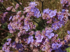 Limonium tomentellum