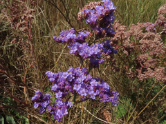 Limonium tomentellum