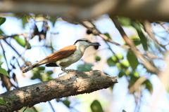 Campylorhynchus chiapensis