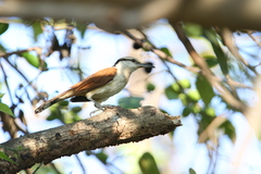 Campylorhynchus chiapensis