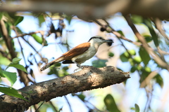 Campylorhynchus chiapensis