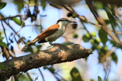 Campylorhynchus chiapensis