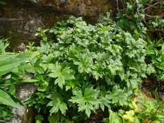 Hydrophyllum fendleri