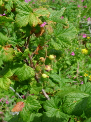 Ribes acerifolium