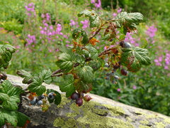 Ribes acerifolium