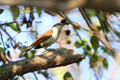Campylorhynchus chiapensis