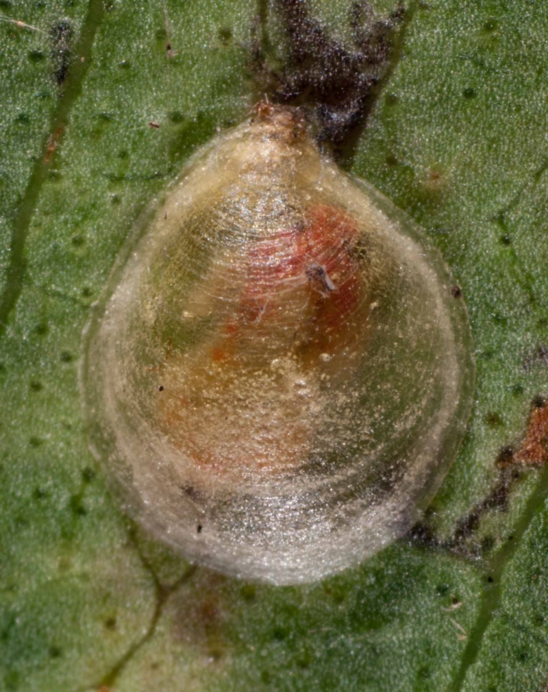 Hyalinaspis