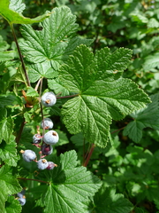 Ribes acerifolium