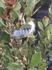 Megalopyge pyxidifera