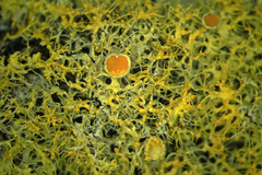 Teloschistes sieberianus