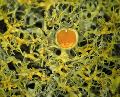 Teloschistes sieberianus