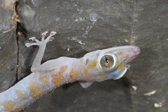 Asaccus platyrhynchus