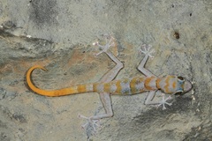 Asaccus platyrhynchus