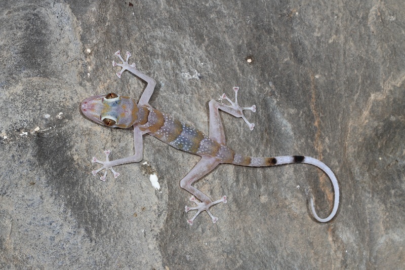 Flat-headed Leaf-toed Gecko