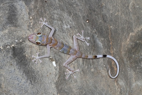 Flat-snouted Leaf-toed Gecko, Asaccus platyrhynchus