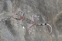 Asaccus platyrhynchus