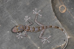 Asaccus platyrhynchus