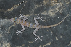 Asaccus platyrhynchus