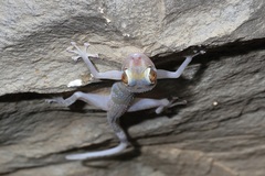 Asaccus platyrhynchus